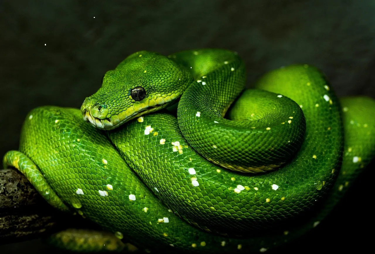 Muk Kum